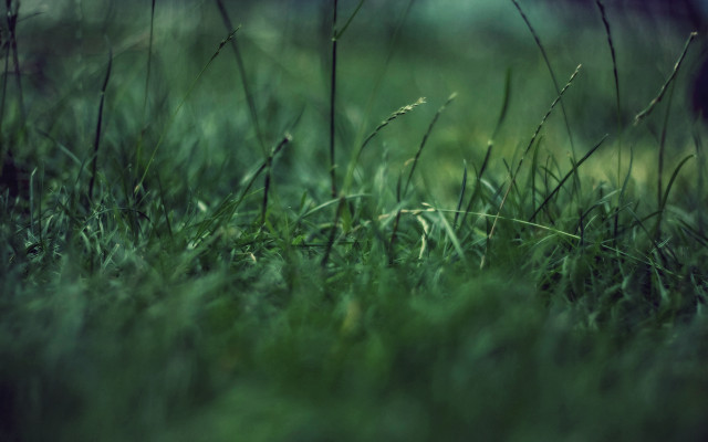 Grass bamboo forest tiltshift nature free wallpaper for desktop - medium preview image