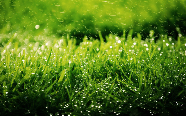 Grass water droplets macro nature #6 free wallpaper for desktop - medium preview image