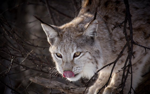 Lynx tongue woods mirror animal free wallpaper for desktop - medium preview image