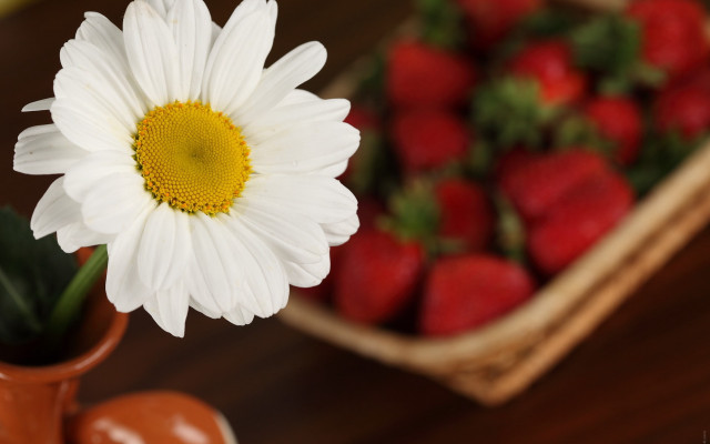 White flower brown vase strawberries free wallpaper for desktop - medium preview image
