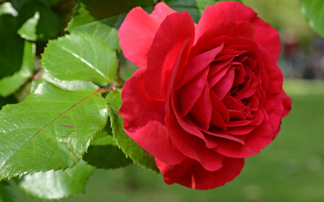 Red rose green leaves blurry free wallpaper for desktop - medium preview image