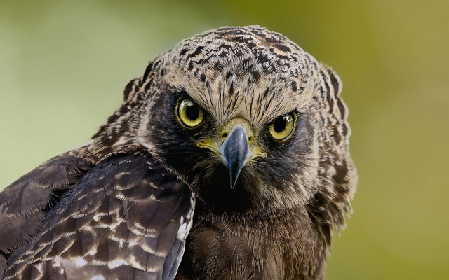 Bird of prey green gradient free wallpaper for desktop - medium preview image