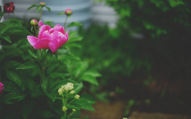 Pink flower garden shallow depth free wallpaper for desktop - medium preview image