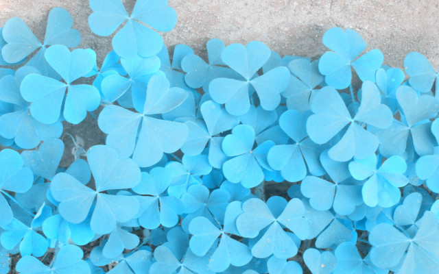 Blue leaves sidewalk butterfly flower free wallpaper for desktop - medium preview image