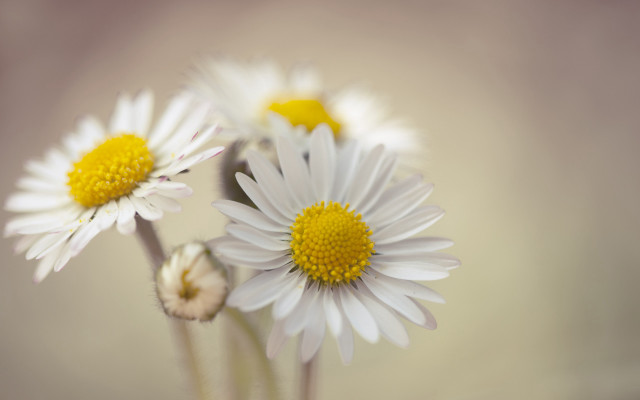 White flowers closeup macro bouquet free wallpaper for desktop - medium preview image