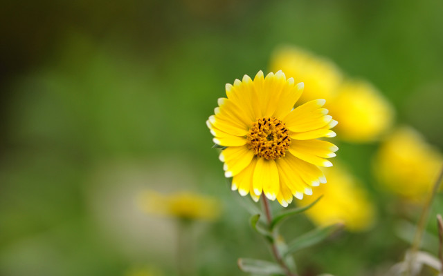 Yellow flower macro bokeh sunflower #2 free wallpaper for desktop - medium preview image