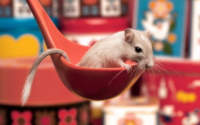 White rat pink hammock toystore free wallpaper for desktop - medium preview image