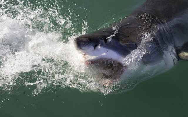 Shark open mouth teeth night free wallpaper for desktop - medium preview image