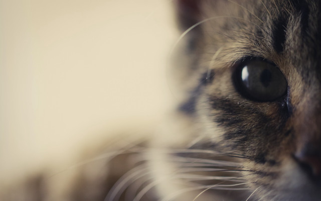 Cat eye macro portrait beautiful free wallpaper for desktop - medium preview image