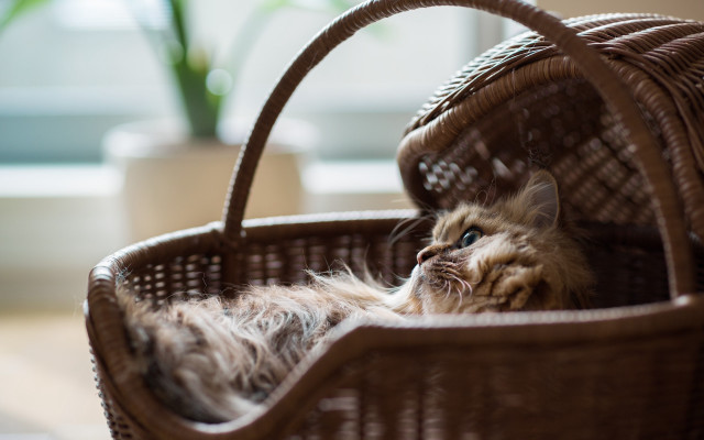 Cat basket plant stilllife photorealistic free wallpaper for desktop - medium preview image