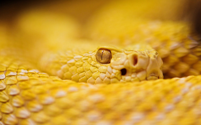 Yellow snake cobra macro blurry free wallpaper for desktop - medium preview image