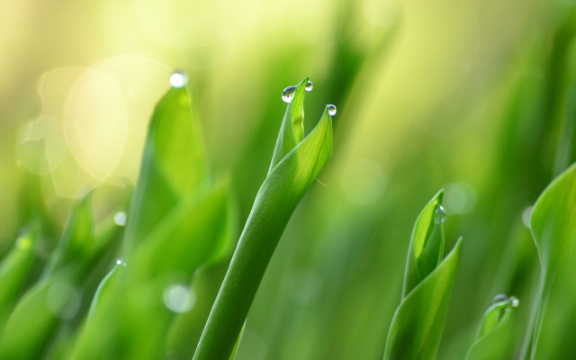 Green plant water drops bokeh free wallpaper for desktop - medium preview image