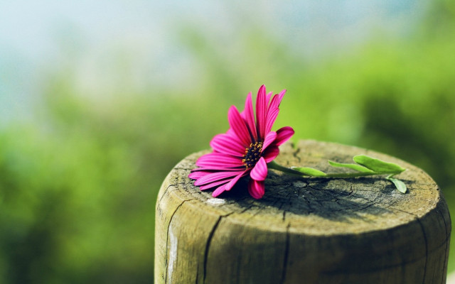 Pink flower wooden post green free wallpaper for desktop - medium preview image