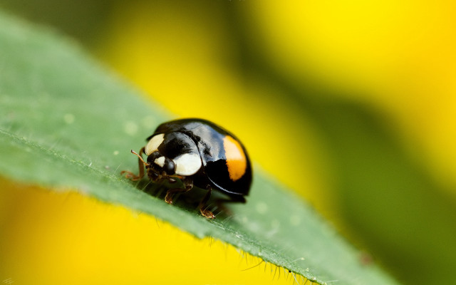 Ladybug greenleaf sunny yellowflowers macro free wallpaper for desktop - medium preview image