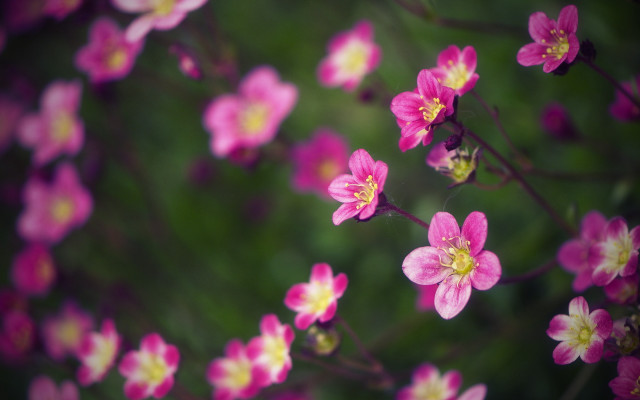 Pink flowers yellow centers blurry free wallpaper for desktop - medium preview image