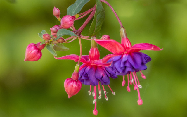 Pink flower green leaf gradient free wallpaper for desktop - medium preview image