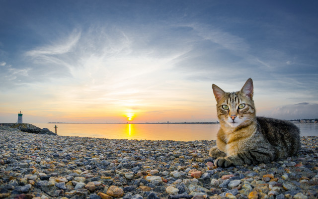 Cat rocky beach sunset water free wallpaper for desktop - medium preview image