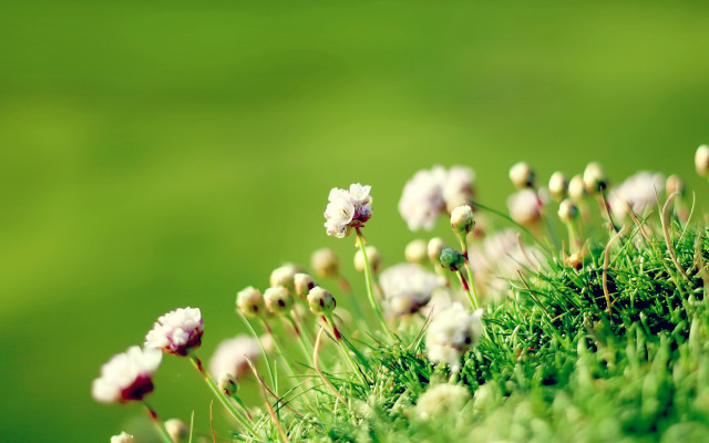 Flowers mossy surface bokeh green free wallpaper for desktop - medium preview image