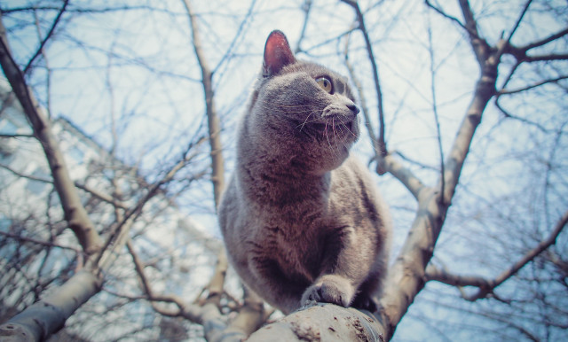 Curious cat on branch sky free wallpaper for desktop - medium preview image
