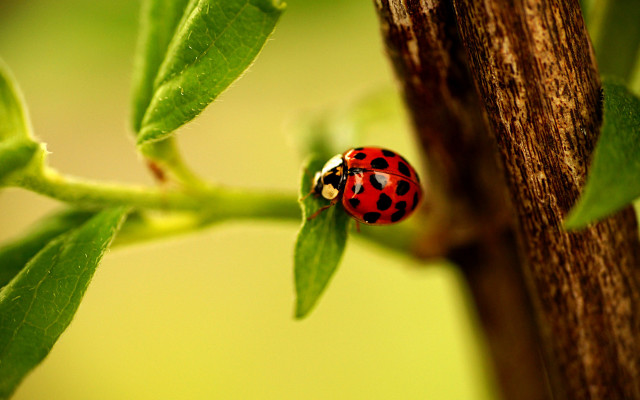 Ladybug green leaf branch bokeh free wallpaper for desktop - medium preview image
