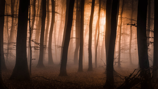 Foggy night forest trees light free wallpaper for desktop - medium preview image
