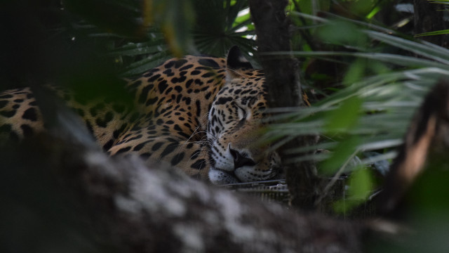 Leopard hiding in jungle camouflage free wallpaper for desktop - medium preview image