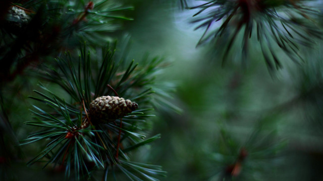 Pine cone pine branch needles free wallpaper for desktop - medium preview image