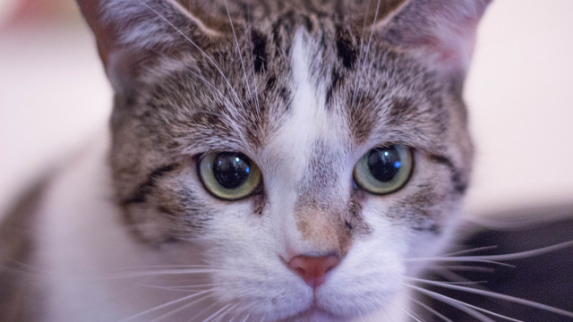 Serious gray striped cat green free wallpaper for desktop - medium preview image