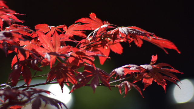 Red leaves moonlight autumn branch free wallpaper for desktop - medium preview image