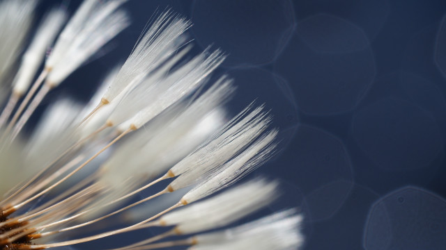 White flower closeup blue background free wallpaper for desktop - medium preview image