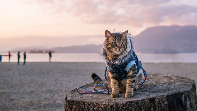 Cat sweater leash beach stump free wallpaper for desktop - medium preview image