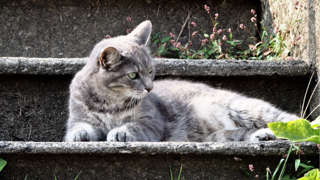 Cat stone step grass flowers free wallpaper for desktop - medium preview image