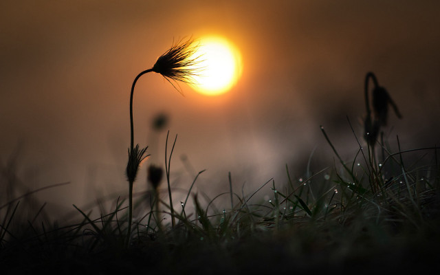Plant sunset backlight moon field free wallpaper for desktop - medium preview image