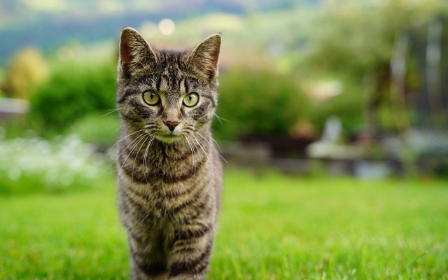 Cat grass bokeh rayonism tiltshift free wallpaper for desktop - medium preview image