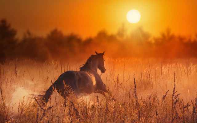 Horse field sunset trees moon free wallpaper for desktop - medium preview image
