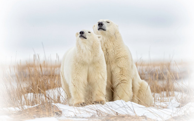 Polar bears snow outdoors ecological free wallpaper for desktop - medium preview image
