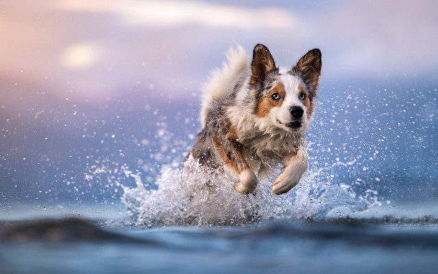 Dog running water frisbee night free wallpaper for desktop - medium preview image