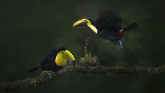 Two birds yellow beaks mossy free wallpaper for desktop - medium preview image