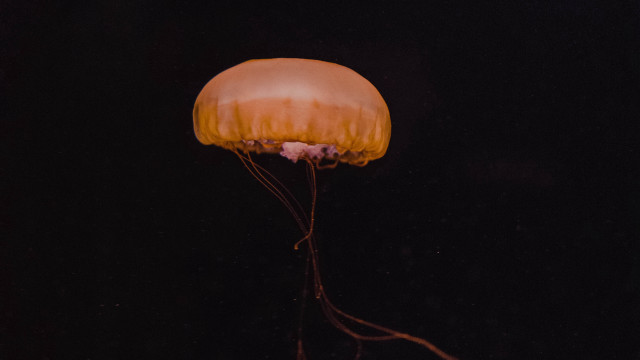 Jellyfish floating dark ocean night free wallpaper for desktop - medium preview image