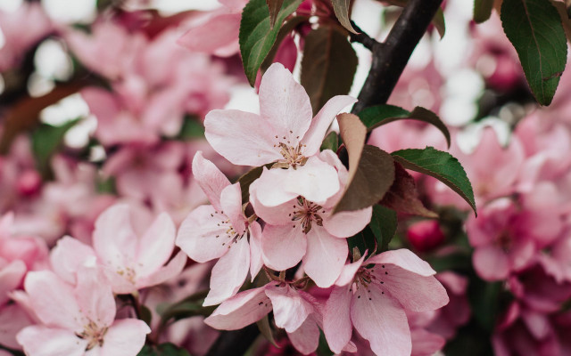 Pink flower cherry blossoms bokeh free wallpaper for desktop - medium preview image