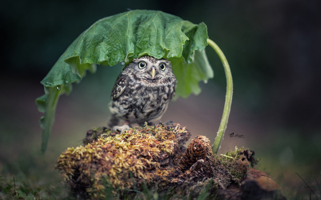 Small owl under green leaf free wallpaper for desktop - medium preview image
