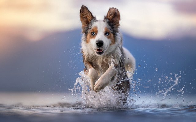 Dog water blurry sky aurora free wallpaper for desktop - medium preview image