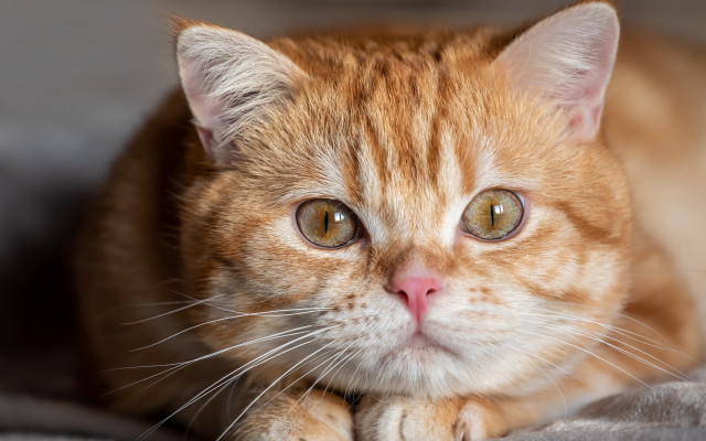 Cat closeup bed blanket wideeyes free wallpaper for desktop - medium preview image