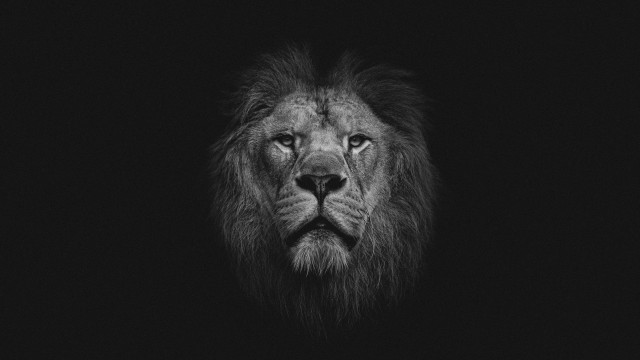 Black white lion face regal free wallpaper for desktop - medium preview image