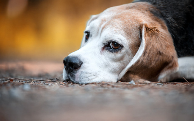 Dog sad laying neoplasticism animal free wallpaper for desktop - medium preview image