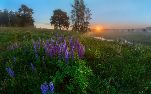 Purple flowers sunset foggy background free wallpaper for desktop - medium preview image