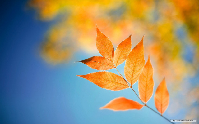 Branch leaves blue sky clouds free wallpaper for desktop - medium preview image