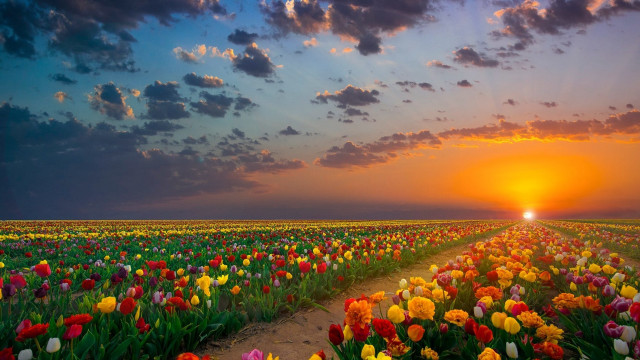 Flower field sunset clouds dirt free wallpaper for desktop - medium preview image