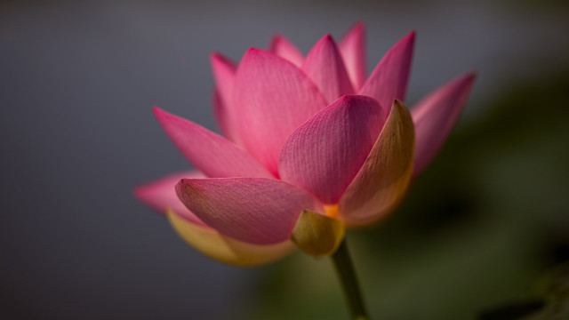 Pink flower yellow tips macro free wallpaper for desktop - medium preview image
