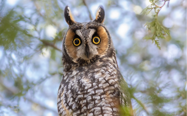 Owl branch sky leaves bokeh free wallpaper for desktop - medium preview image